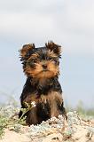 YORKSHIRE TERRIER 072